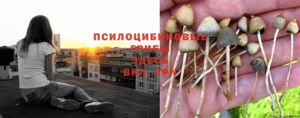 ПСИЛОЦИБИНОВЫЕ ГРИБЫ Абаза